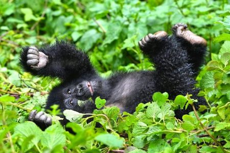 Gorilla Photography and Nyiragongo Hike in Congo