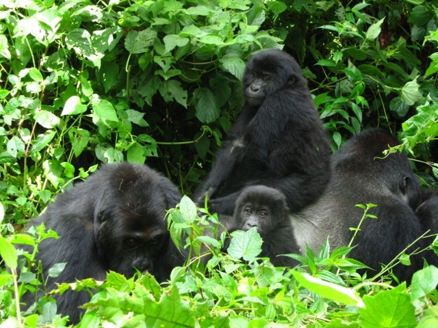 Where to Go Lowland Gorillas in Africa